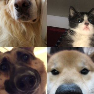 Meet your Posher, Carlo